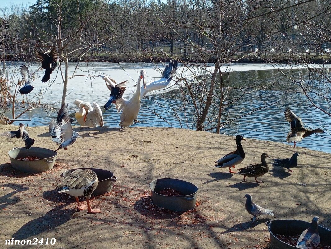 Март в ростовском зоопарке - Нина Бутко