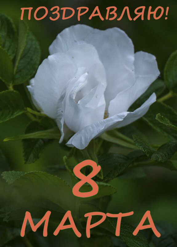 *** - Юрий Велицкий