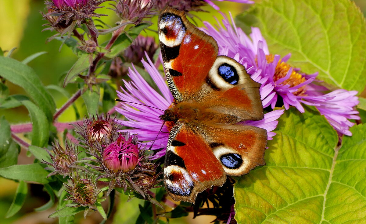 опять про бабочек...528 - Александр Прокудин