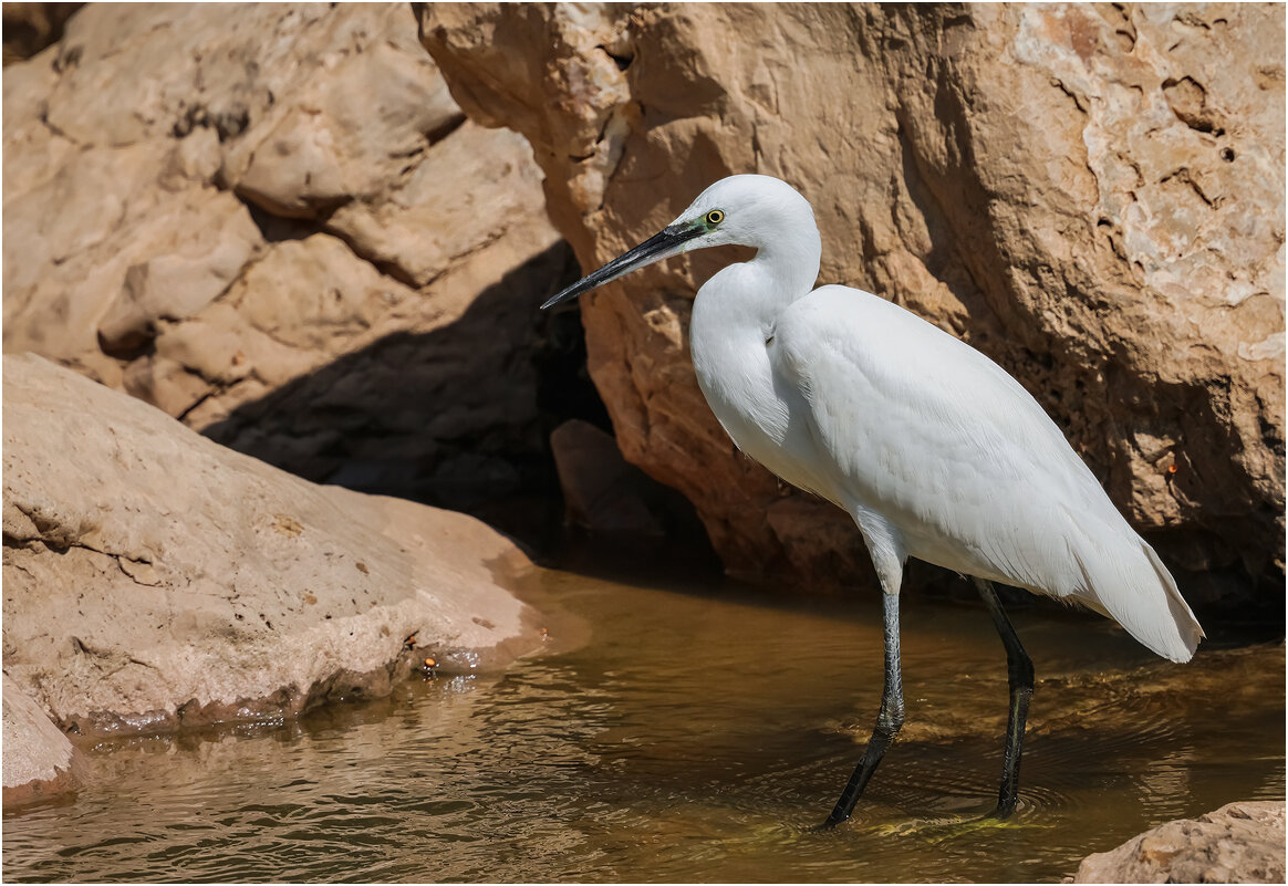 Малая белая цапля. - Александр Григорьев