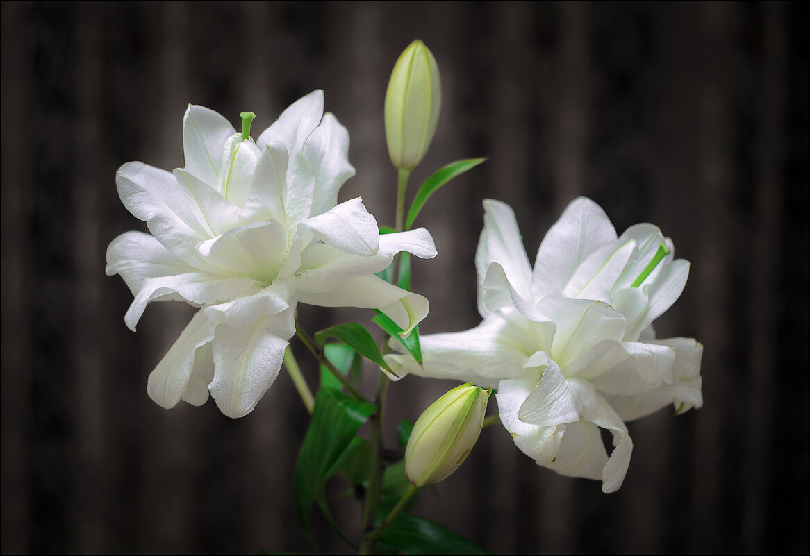 С 8 МАРТА ДОРОГИЕ ЖЕНЩИНЫ! - Серый 