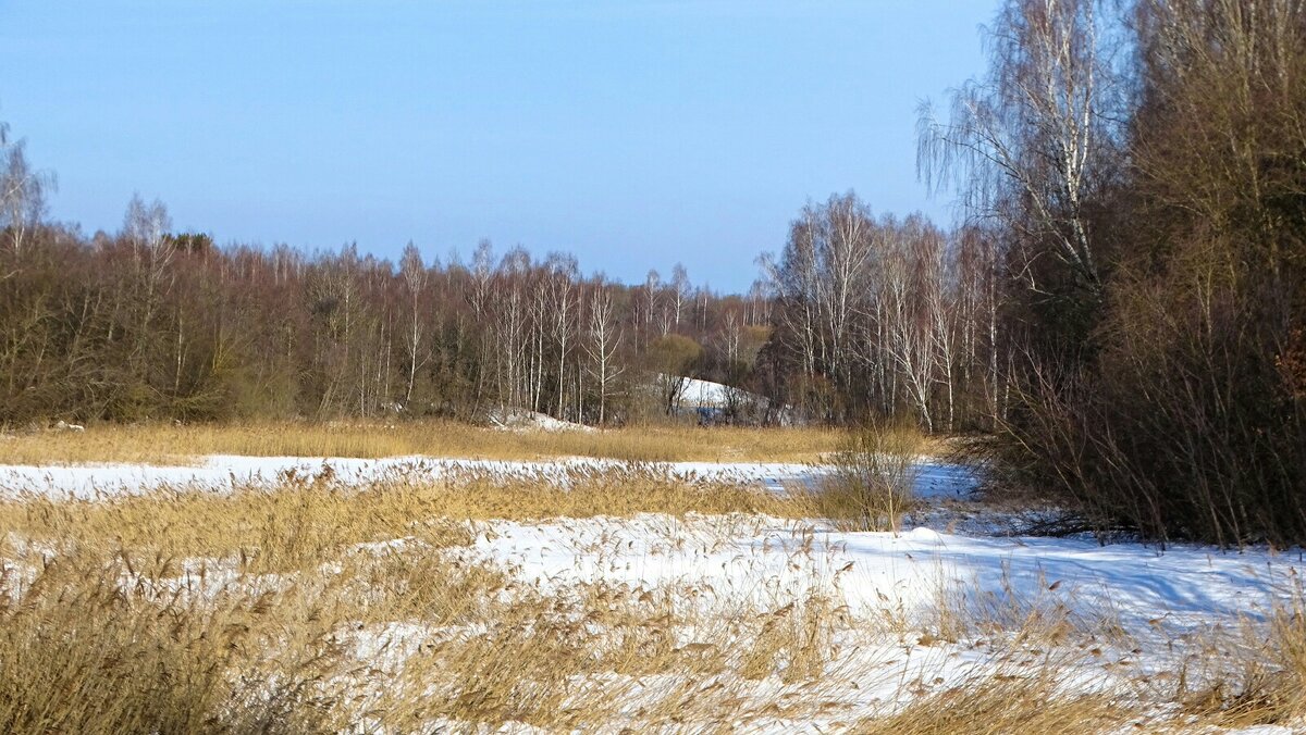 Заросли озёрного камыша. - Милешкин Владимир Алексеевич 