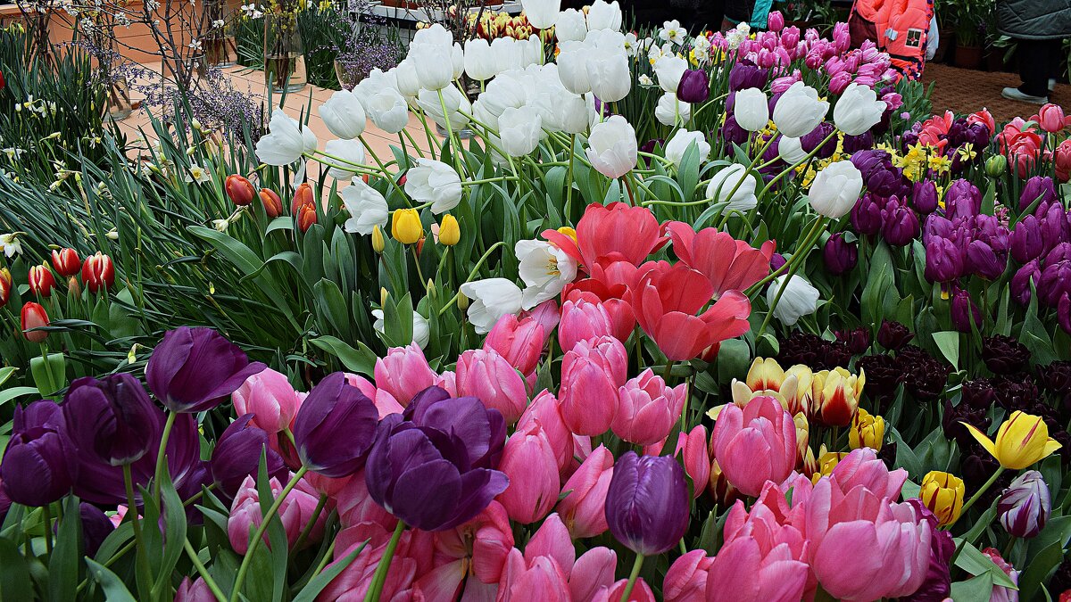 Милые фотографини с Международным женским днем! - Татьяна Помогалова