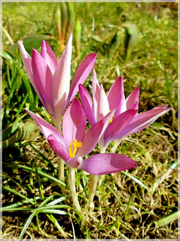 Всех женщин с праздником 8 марта! - VasiLina *