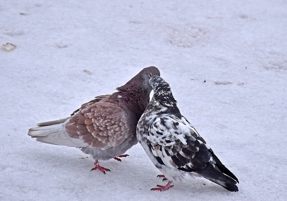 Весна. Любофф. - Валентина  Нефёдова 