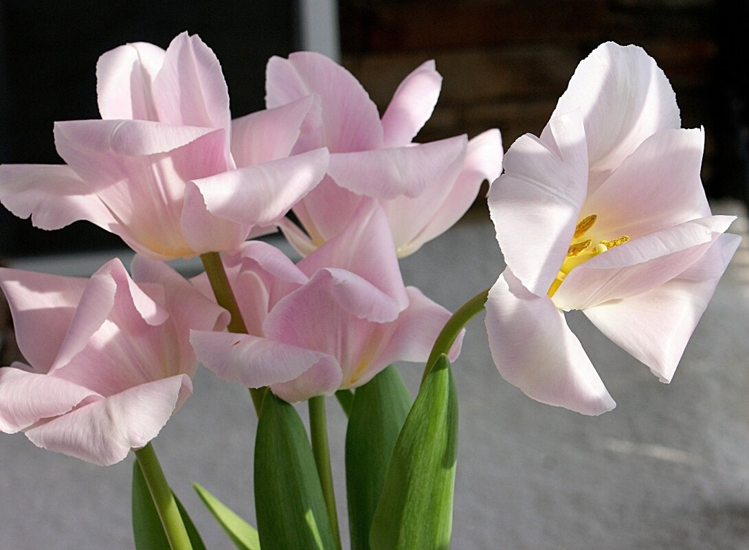 Тюльпаны для милых дам! - Галина Нестратова