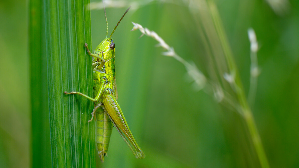 В траве сидел... - Владимир Лазарев