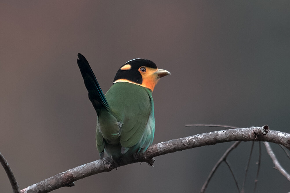 Попугаевый рогоклюв - Yudong Liu
