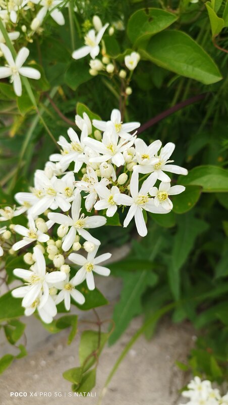 цветочек - Наталья Штанулина