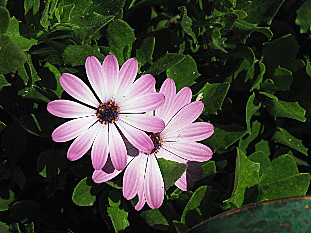 Цветы Барселоны. - Владимир Драгунский