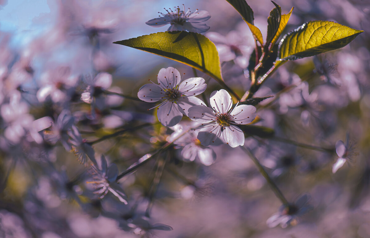 Вишня. - Владимир Владимир