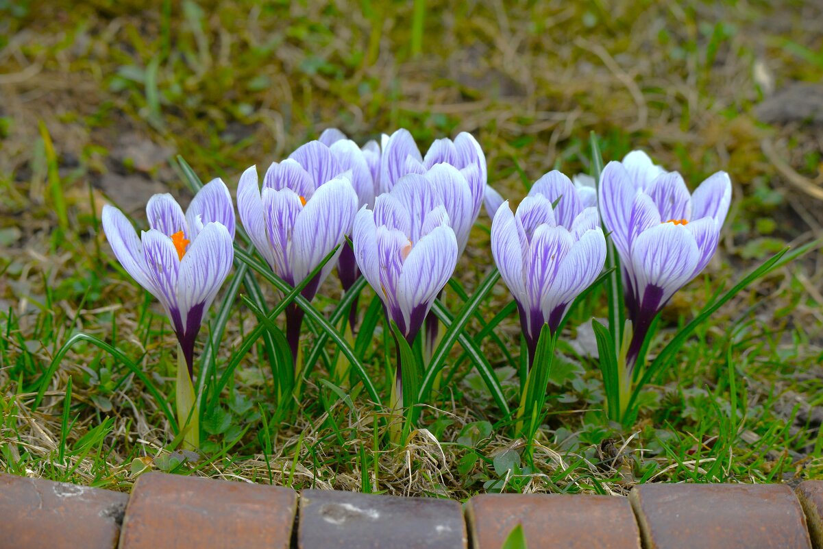 С праздником 8 марта дорогие женщины !!! - Константин Анисимов