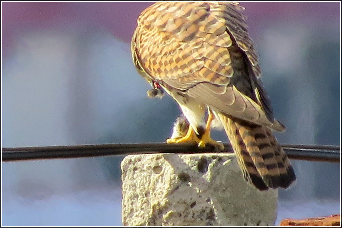 Первая мышка - Сеня Белгородский
