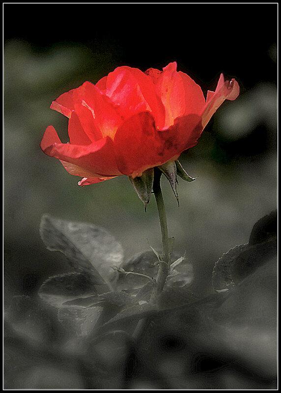 Даже один цветок  всегда желаем - Aleksandr Gal