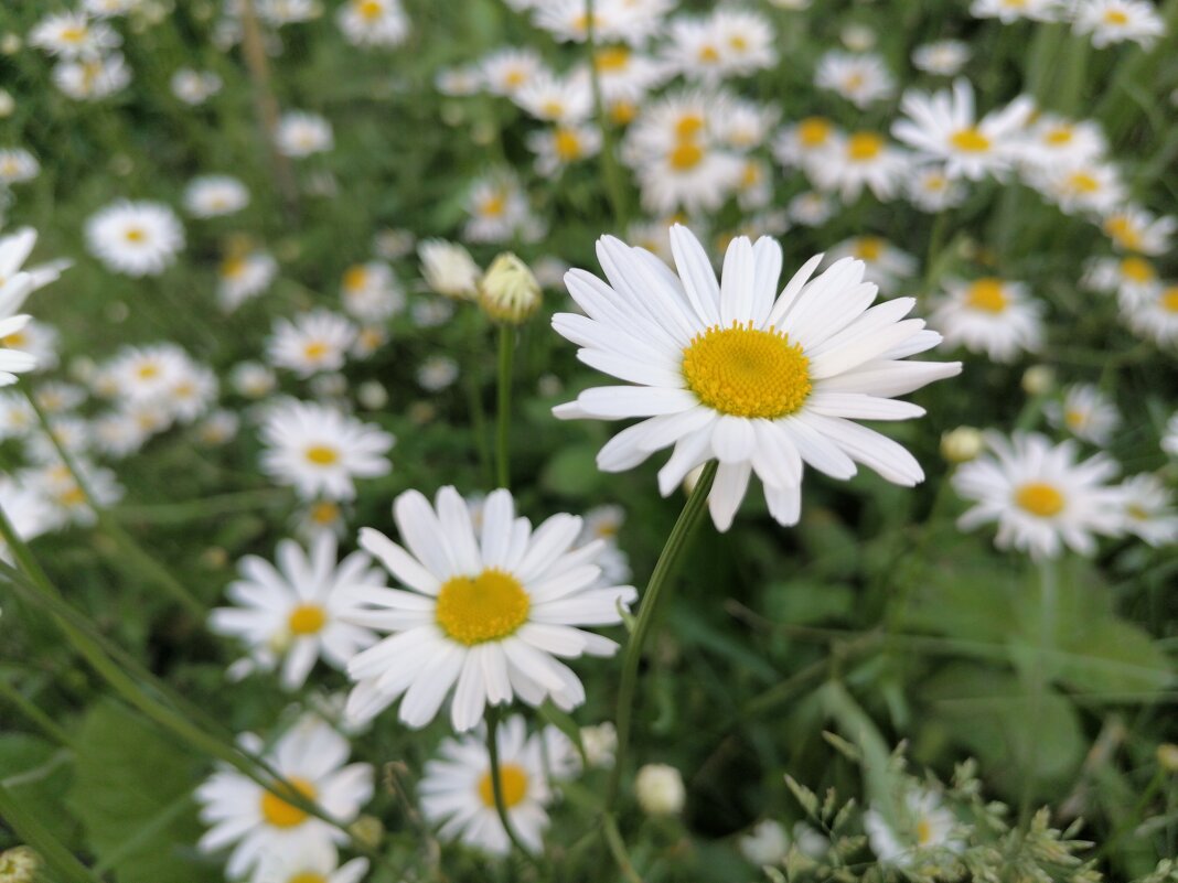 С праздником, дорогие женщины! - Сергей Тимоновский С праздником, дорогие женщины! - Сергей Тимоновский