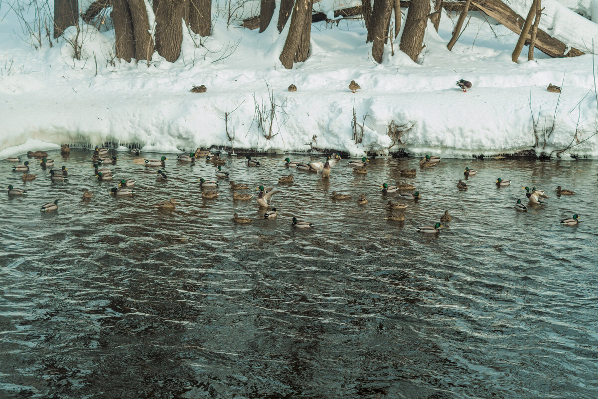 МАРТ Весна - зелёные три утки НЮ - Владимир Максимов