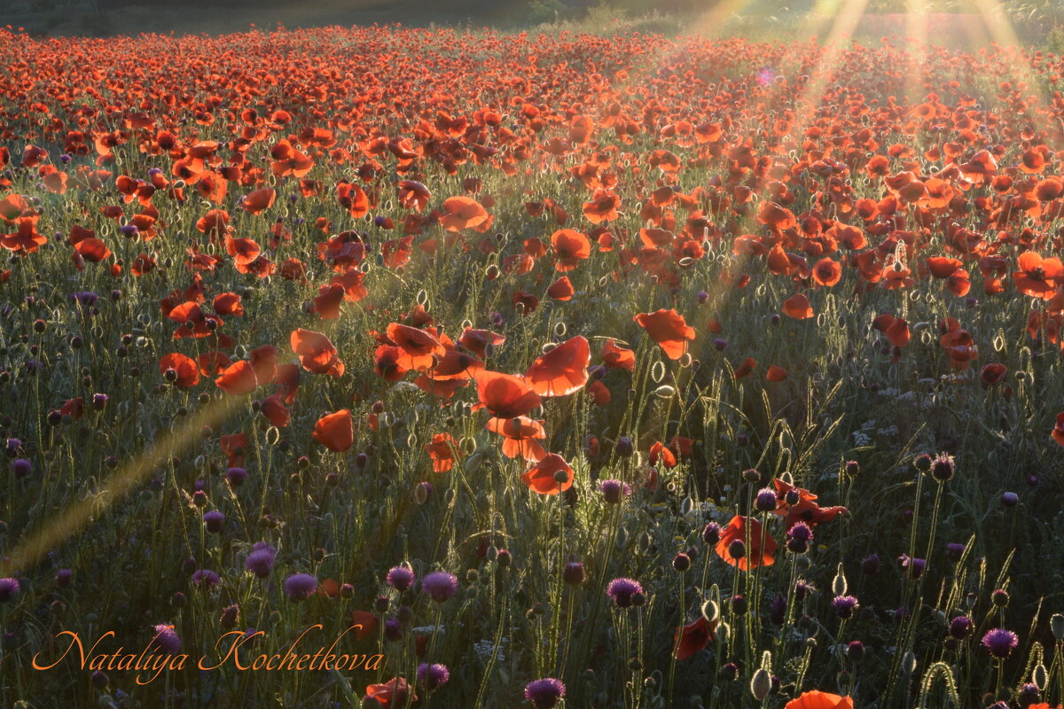 Природа Крыма - Изумительная Космея