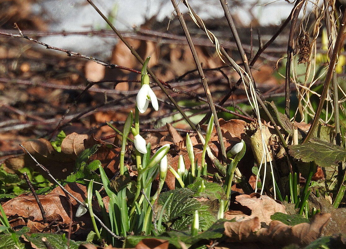с весенним праздником! - ИННА ПОРОХОВА