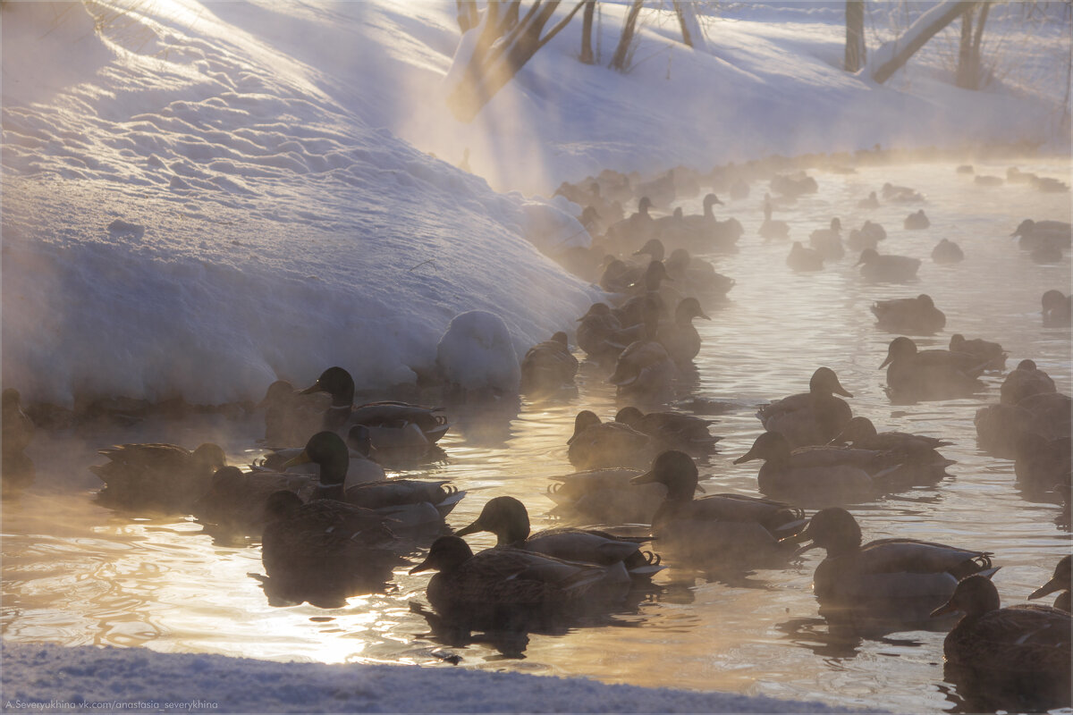 Уточки - Анастасия Северюхина