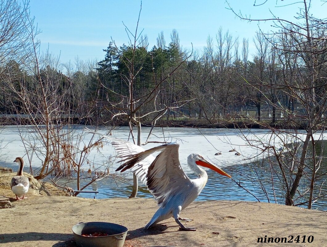 Март в ростовском зоопарке - Нина Бутко