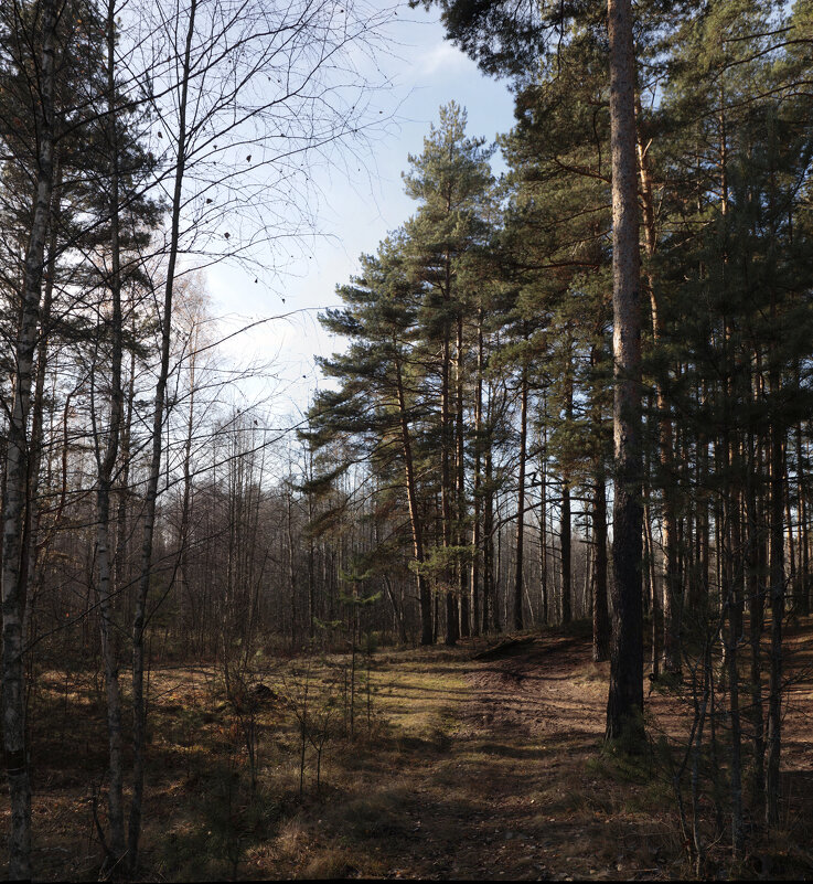 Земную жизнь пройдя до половины, Я очутился в сумрачном лесу - Oleg S