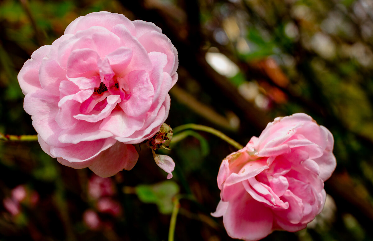 *** - ирина )))