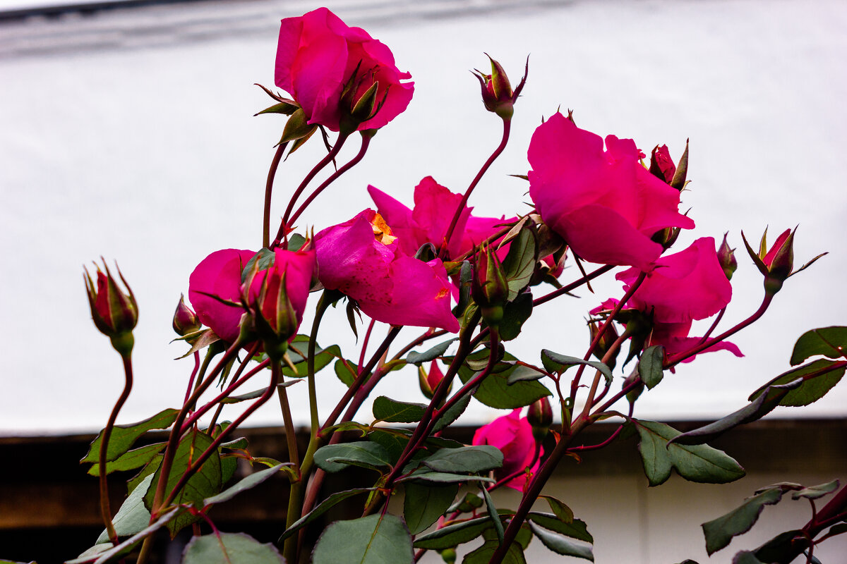 *** - ирина )))