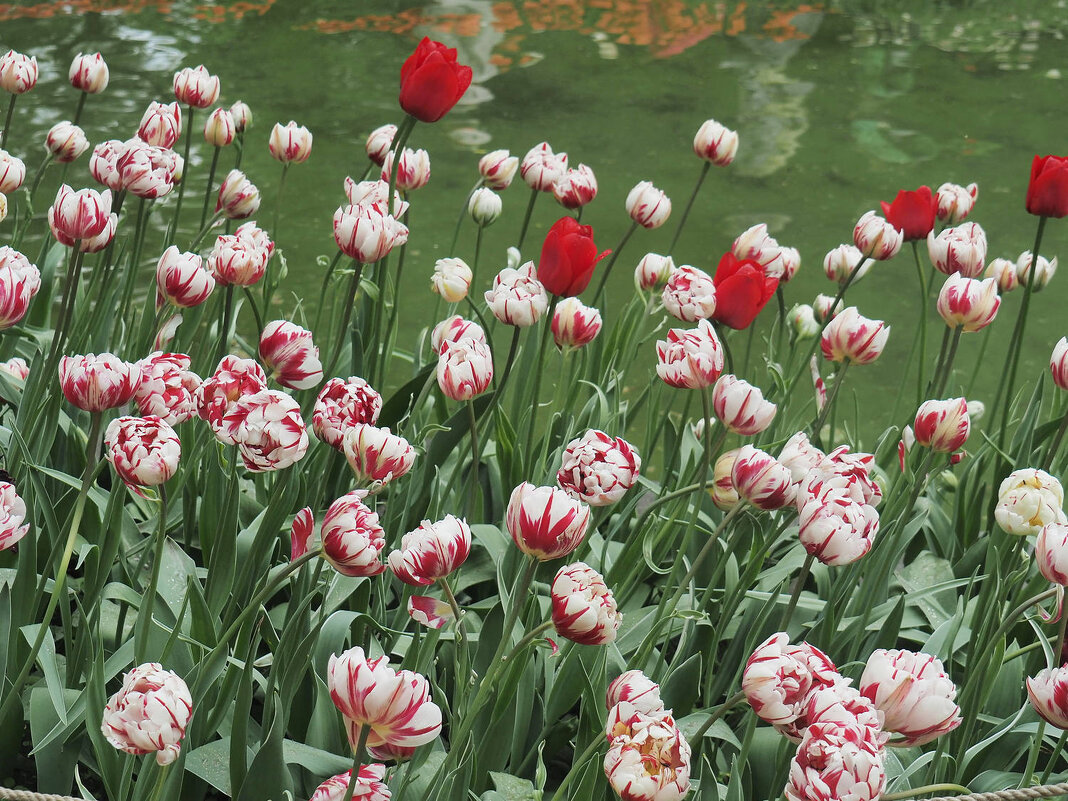 Цветы к 8 марта - Мария К.