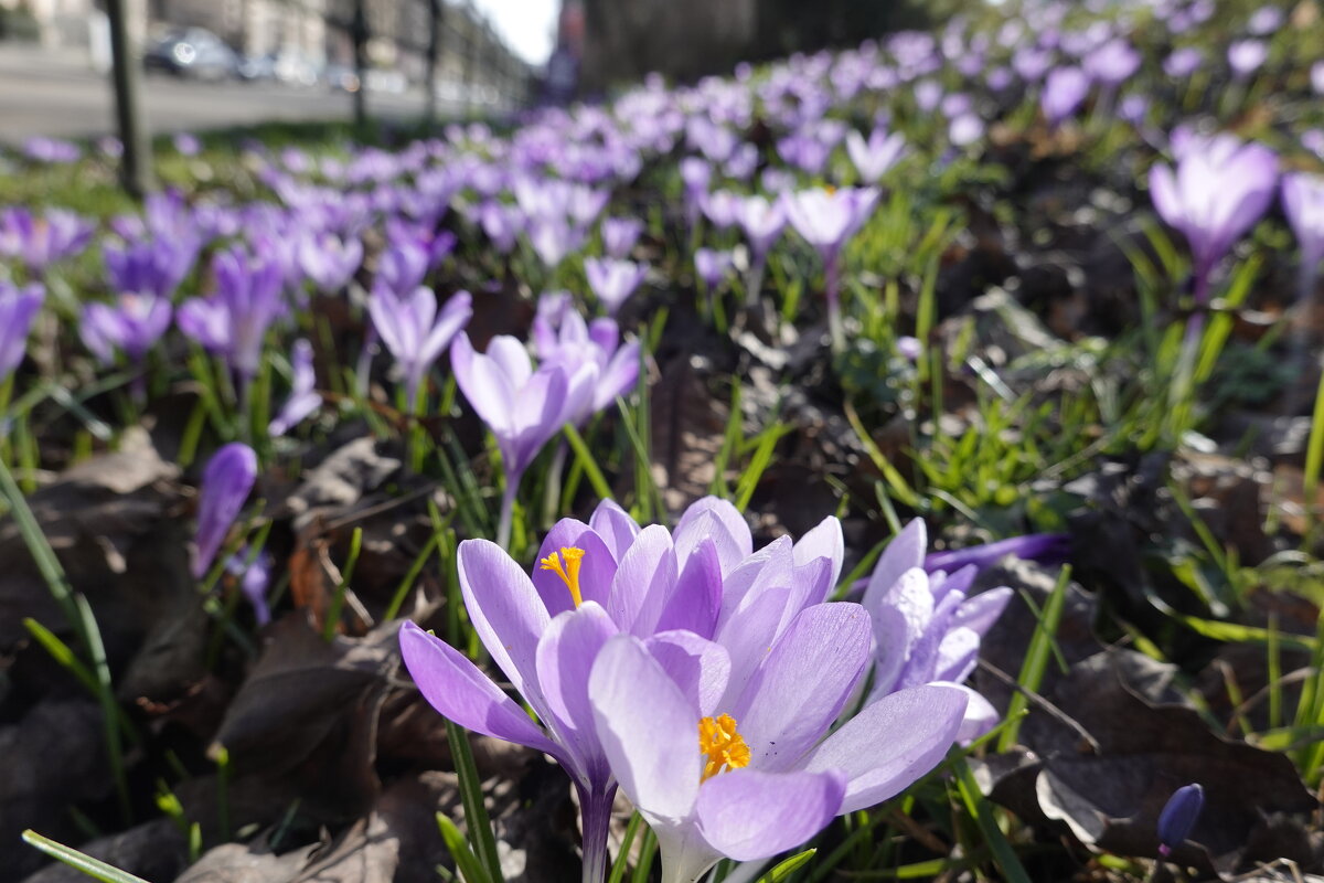 Весна пришла в город Аугсбург! - Галина Весна пришла в город Аугсбург! - Галина