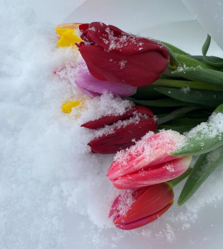 С праздником, дамы, бабулечки, мамы! Счастливы будьте, красивы всегда! Пусть в день весенний мечтате - Savayr С праздником, дамы, бабулечки, мамы! Счастливы будьте, красивы всегда! Пусть в день весенний мечтате - Savayr