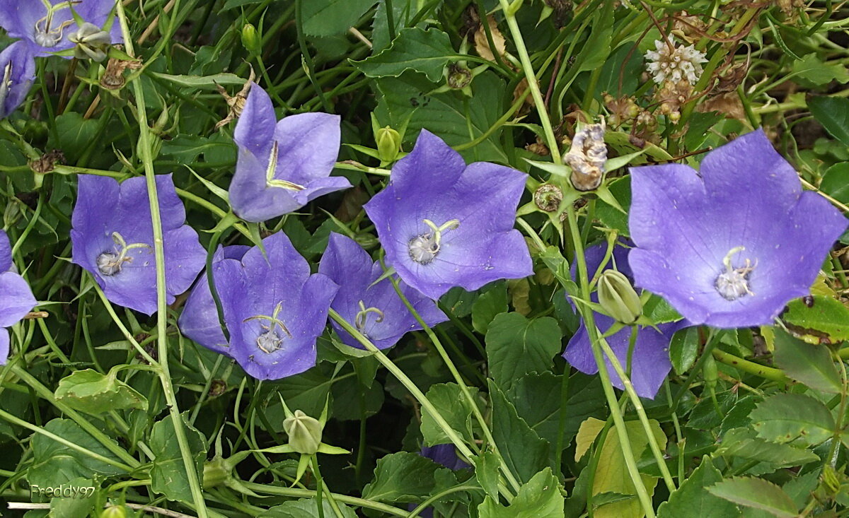 Колокольчики - Freddy 97