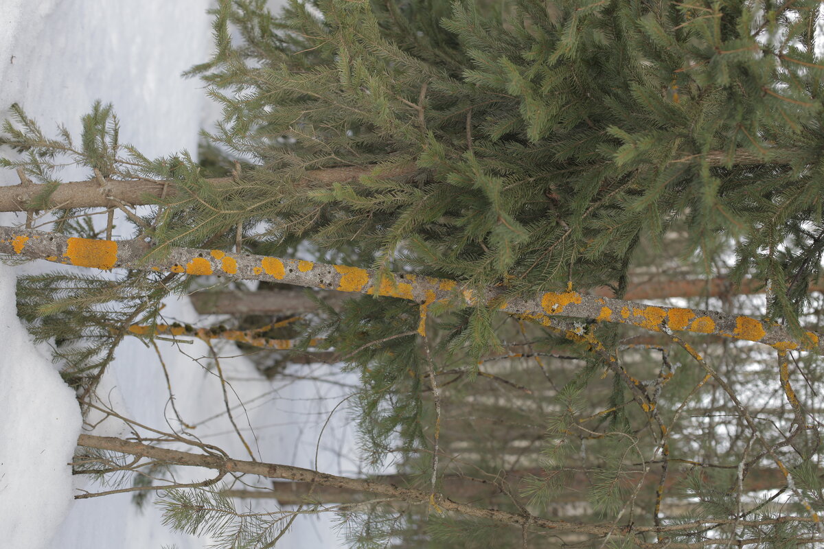 Лишайник на осине. - Михаил Елочкин