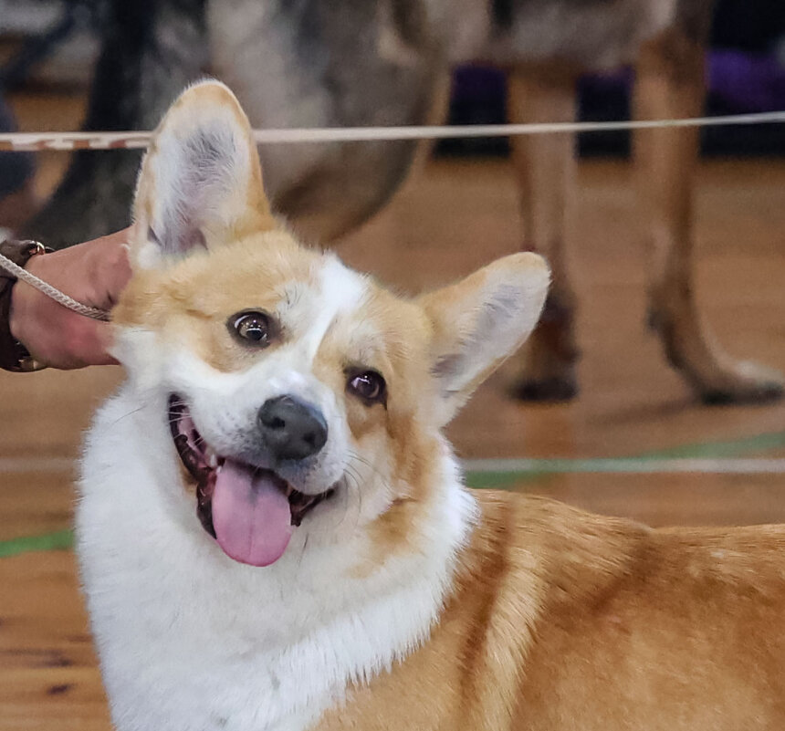 Портрет - Анатолий Шумилин