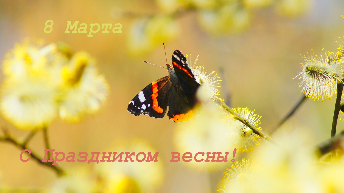 С Праздником Весны! - Александр Прокудин