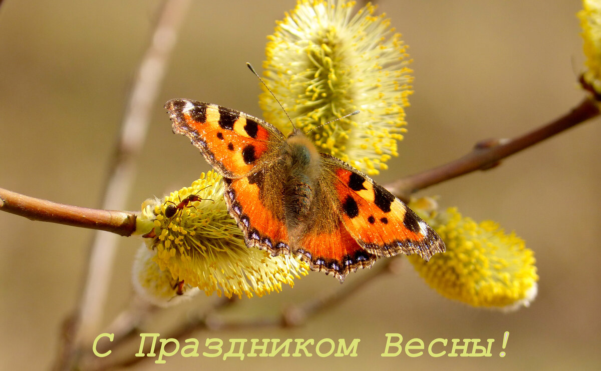 С Праздником Весны! - Александр Прокудин