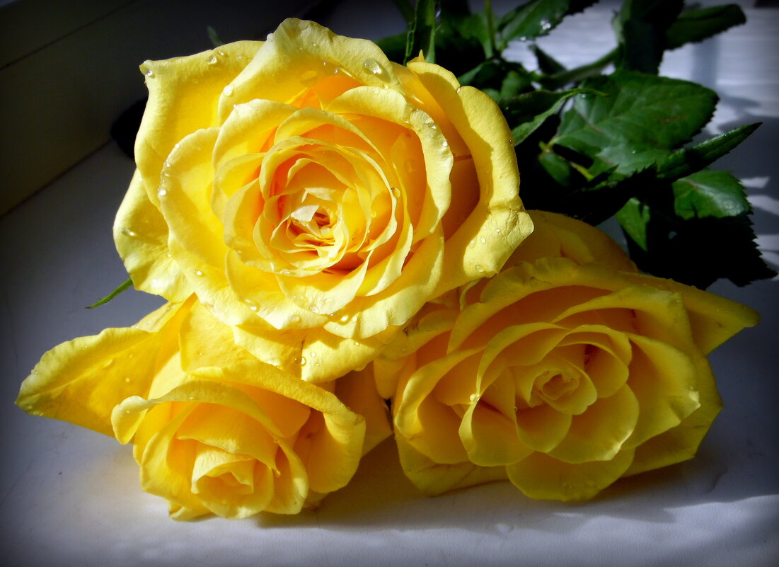 Просто розы. - nadyasilyuk Вознюк Просто розы. - nadyasilyuk Вознюк