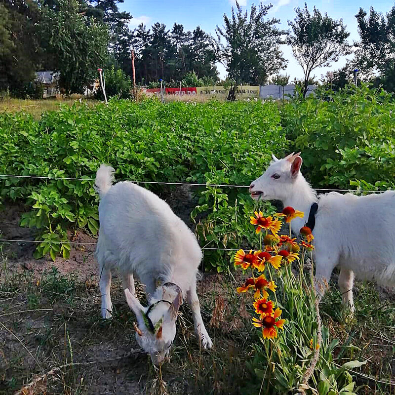 МОЛОДЫЕ   ДОМАШНИЕ   КОЗЫ - Анатолий Малобродский