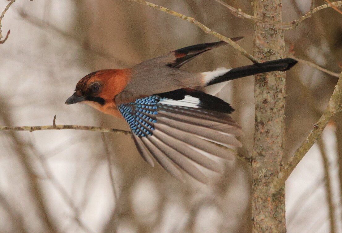 Сойка - Владилен Панченко