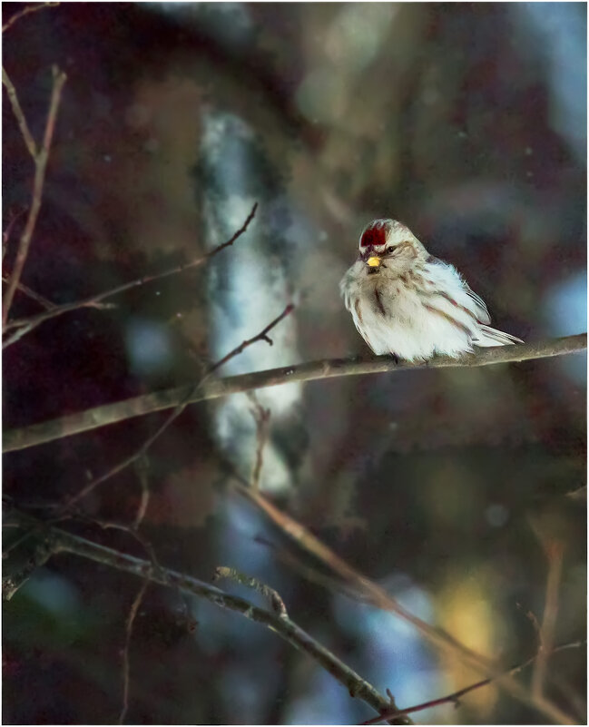 Чечётка обыкновенная - Валентин Котляров
