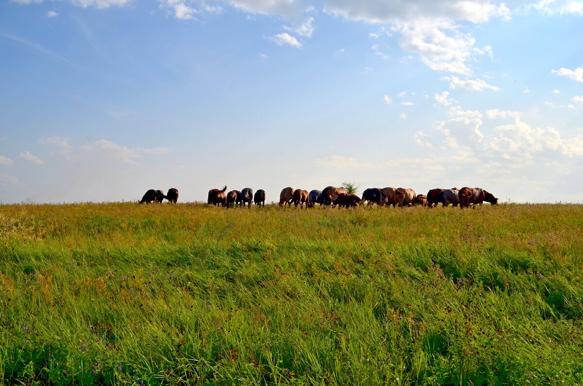 Табун уходит в небо - Мишель71 Табун уходит в небо - Мишель71