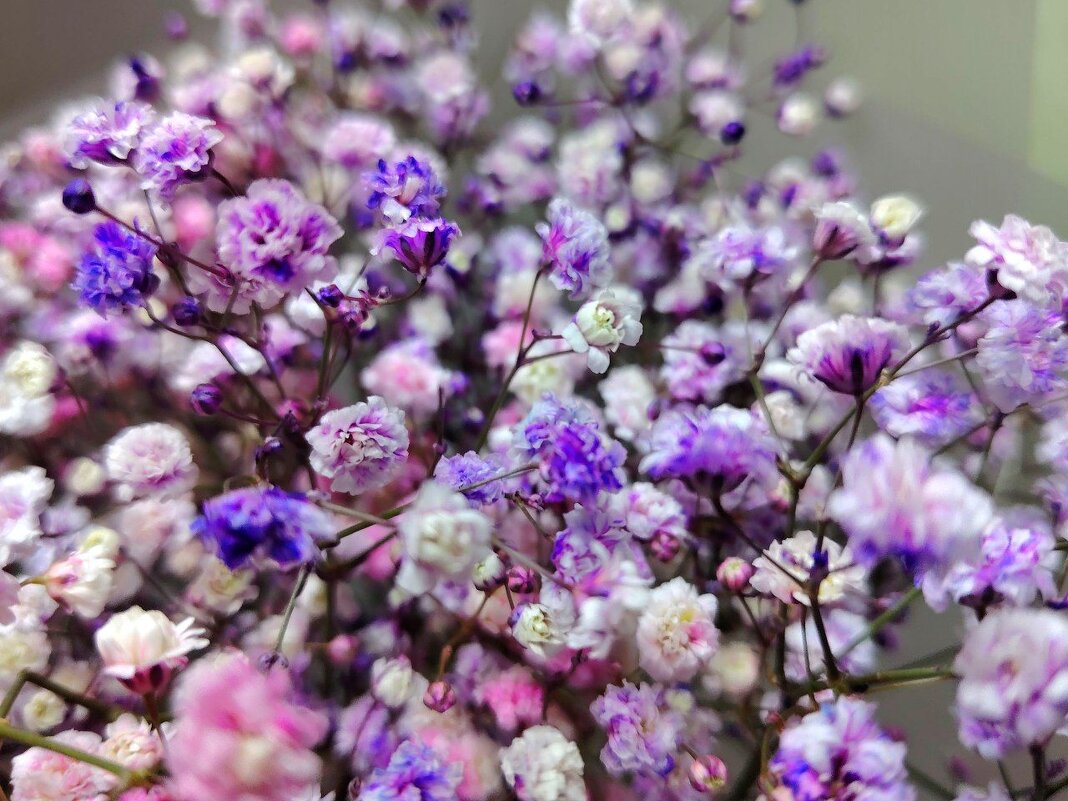 Букет - Наталья (ShadeNataly) Мельник