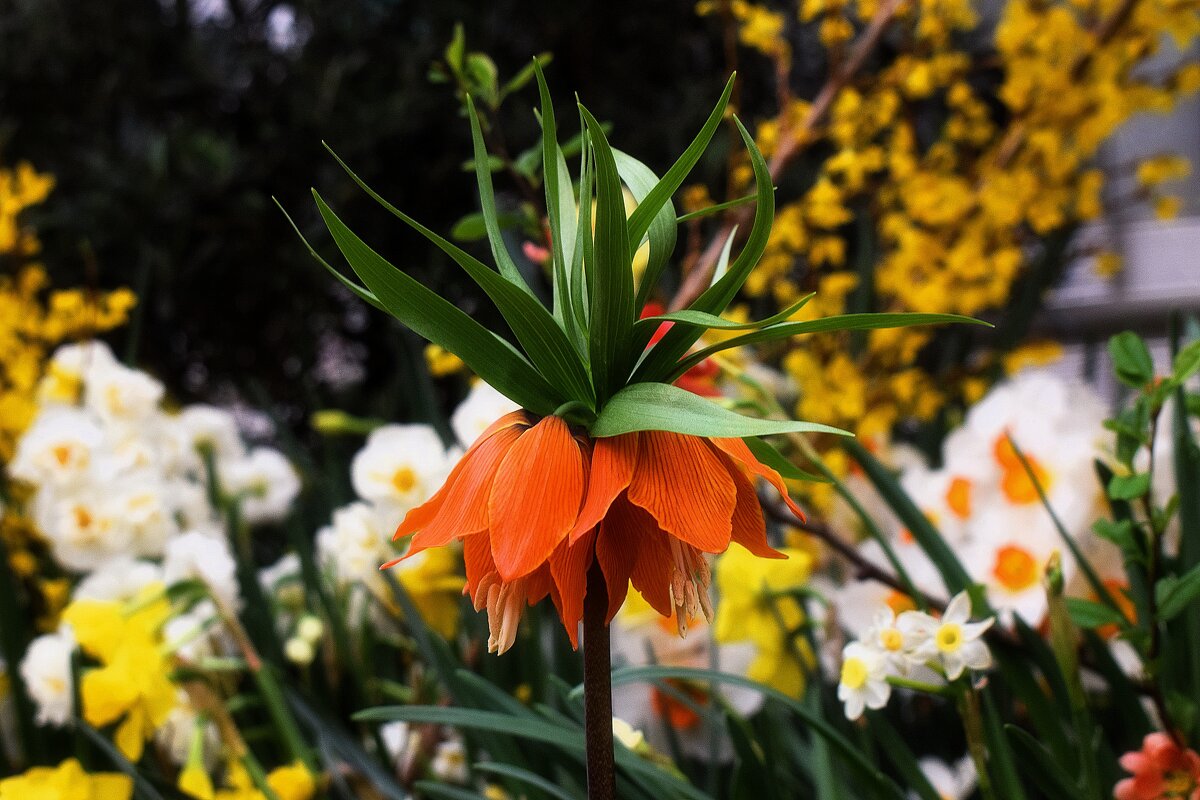 .Настоящий император весеннего сада! - Татьяна Помогалова .Настоящий император весеннего сада! - Татьяна Помогалова