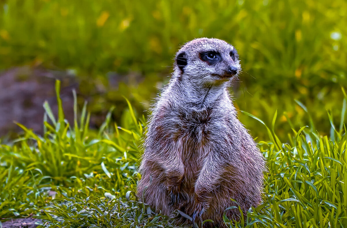 Сурикат - Aleksey Afonin