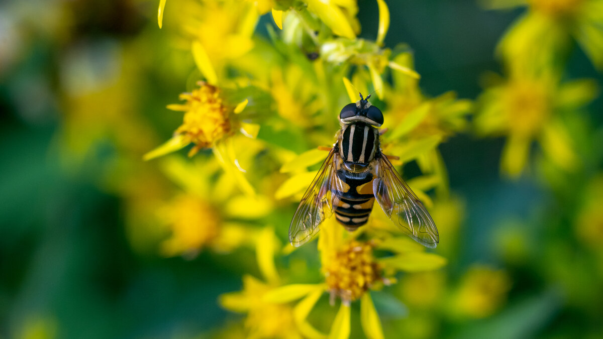 Лето. Макро. - Владимир Лазарев Лето. Макро. - Владимир Лазарев
