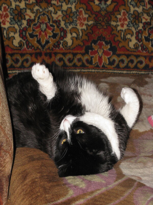 Балдеет - Людмила Смородинская