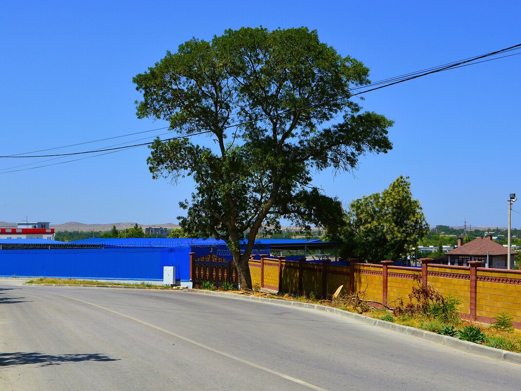 Керчь. Вяз на улице Пушкина летом. - Пётр Чернега