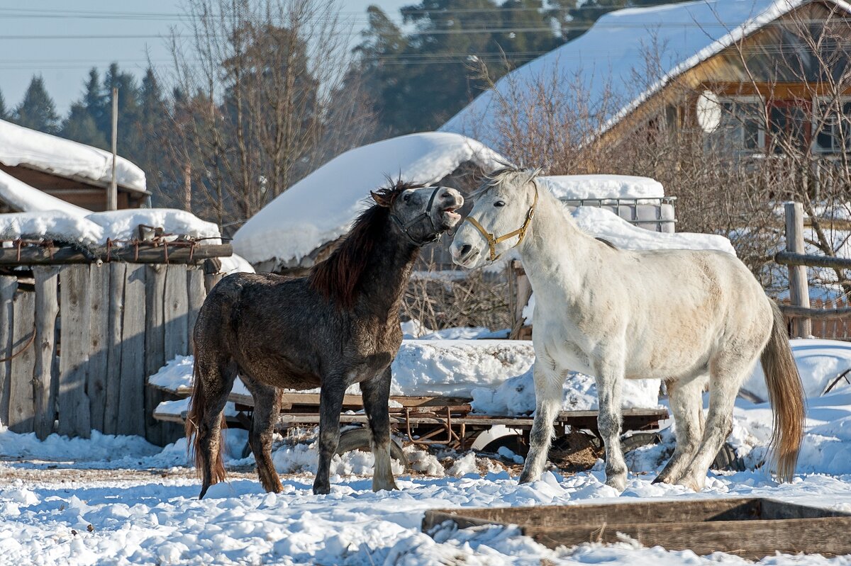 Весны начало - месяц март - Валерий Иванович