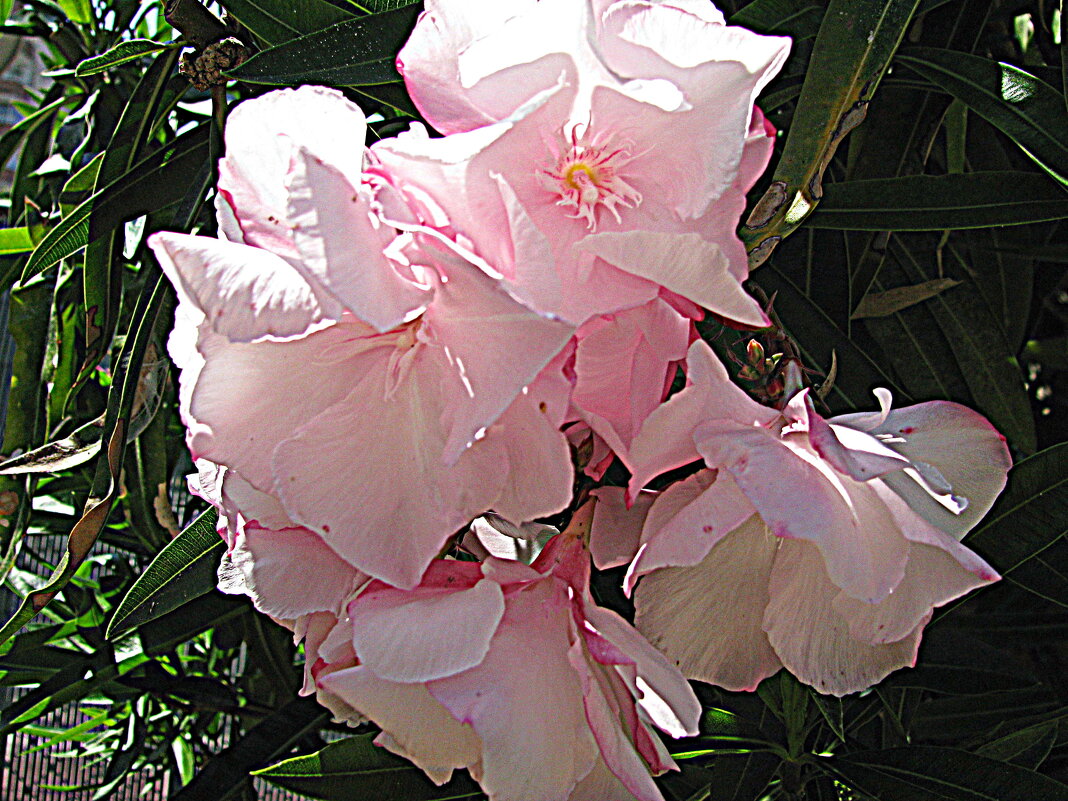 Цветы Барселоны. - Владимир Драгунский