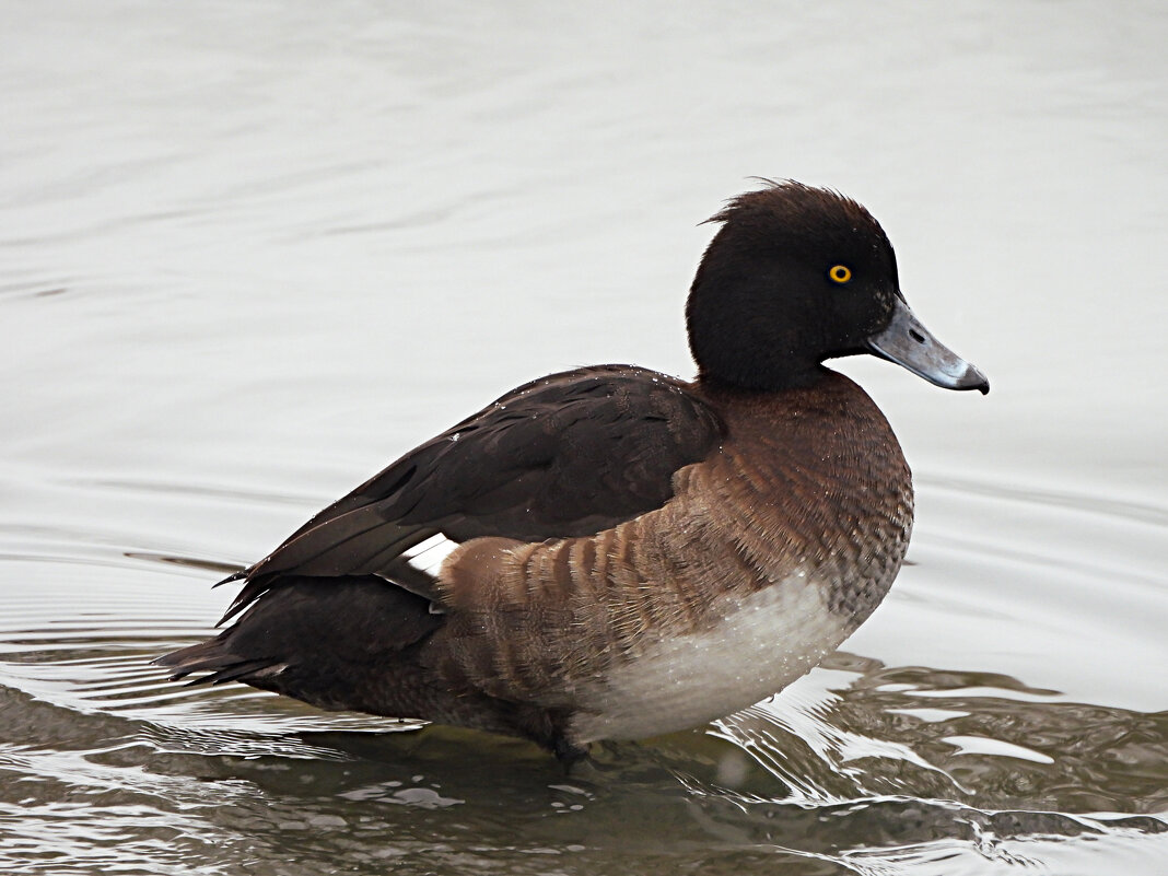 Самка хохлатой чернети - Лина Самка хохлатой чернети - Лина