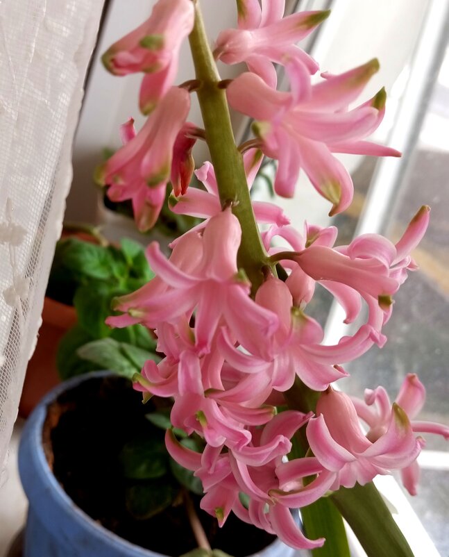 Гиацинт - Елена Семигина